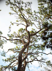 Curved Trees and Branches in the Sky