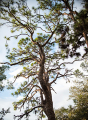 Curved Trees and Branches in the Sky