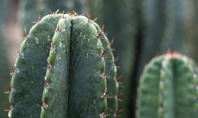 Cactus Plant 