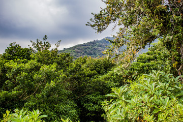Rain Forest Landscape