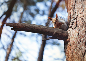 The squirrel on the tree