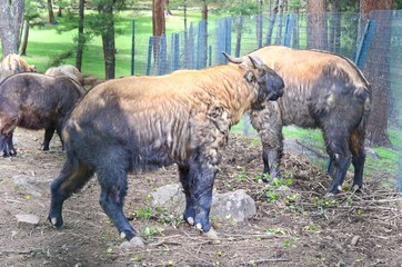 Takin, an Endangered Species in Bhutan