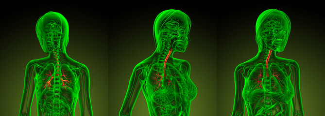 3d rendering medical illustration of the human bronchi