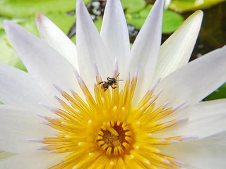 Insect gossy in lotus