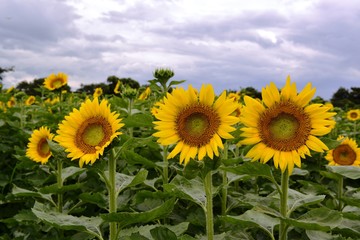 Fototapeta premium 長崎鼻のひまわり