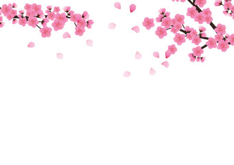 Cherry blossom flowers background. Sakura  pink flowers background.