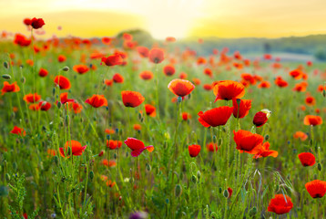 Naklejka na ściany i meble Red poppy field in the light of the rising sun