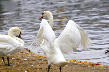 Swans