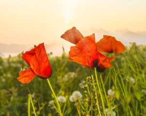 Red poppy field in the light of the rising sun