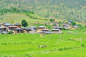 Fototapeta na wymiar Local Bhutanese Farmers at the Rice Fields in Punakha