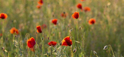 Fototapeta premium Red poppy field in the light of the rising sun