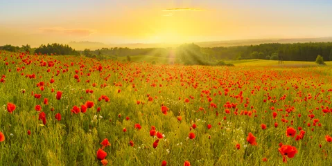 Poster Red poppy field in the light of the rising sun © Mike Mareen