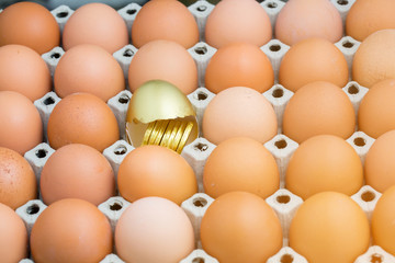 gold egg with gold coin