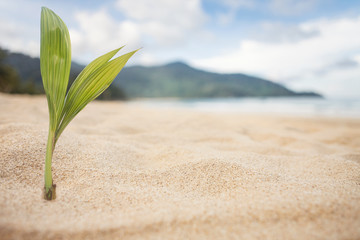 Grüne Pflanze am Strand