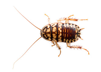 Cockroach on white background