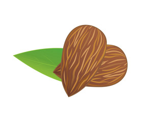 Vector, Illustration of two almonds and leaf