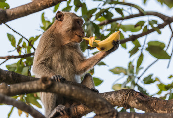 Monkey eating banana.