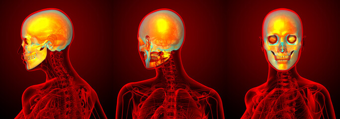 3d rendering medical illustration of the human sull © maya2008