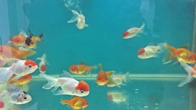 Aquarium fish swimming in the water meditation relaxing