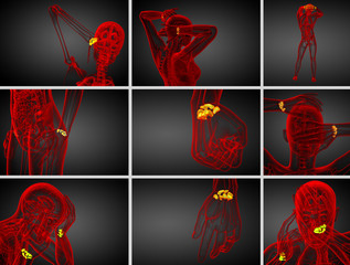 3d rendering illustration of the human carpal bones
