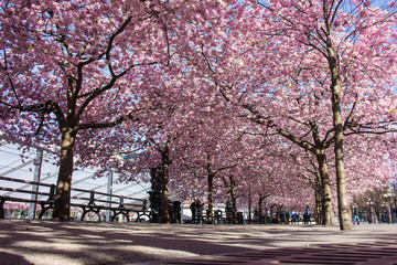 Cherry blossom, Kungsträdgården