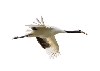 Red-Crowned crane isolated on white