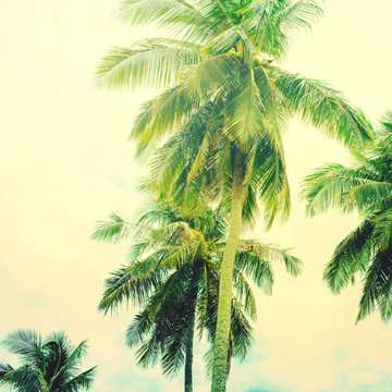 Palm Trees Jungle Toned Landscape Tropical View