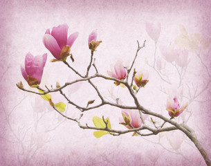 Obraz na płótnie Canvas Pink magnolia flowers on old paper background