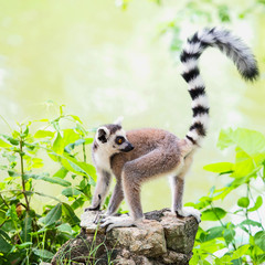 Lemur catta