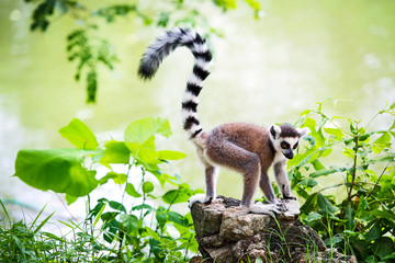 Lemur catta