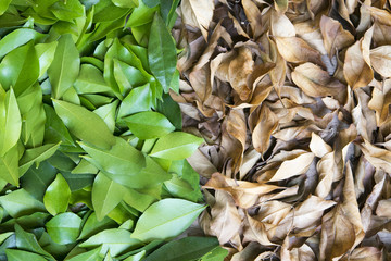 Green leaves,dry leaves for background