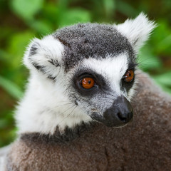 Lemur