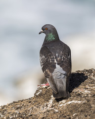 Rock Pigeon perched next to the Pacific Ocean - California