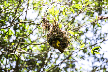 Bird Nest with Bird inside 