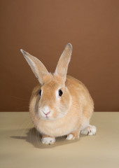 A cute bunny rabbit posing in a studio against a cream and brown wall