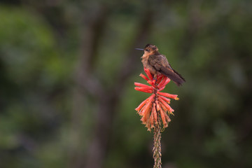 Hummingbird, mountains of Bogotá