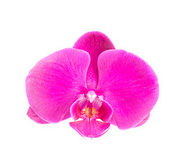 Naklejka na ściany i meble Close up of pink orchid