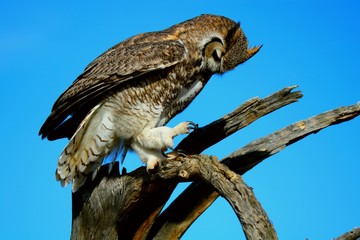 Grey owl looking at its claw