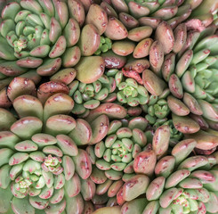 succulent plant in the garden