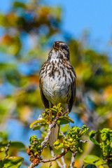 Song Sparrow sitting on flower 