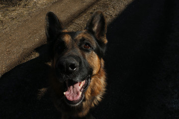 German shepherd dog in sunny autumn day