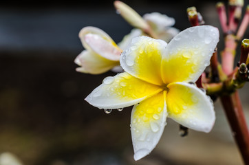 plumeria flower with water drops