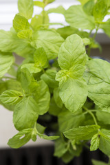 Green leaves of mint.