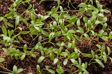The green shoots of the seedlings emerge from the soil