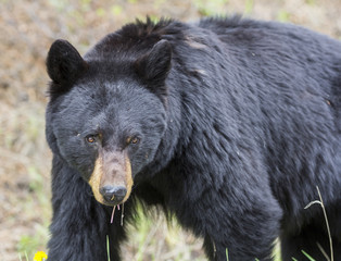 Black bear looking at you, focus on his eyes