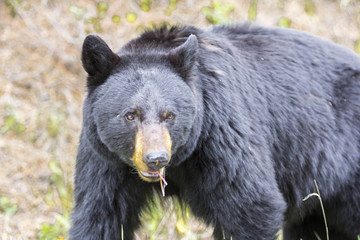 Fototapeta premium Black bear looking at you, focus on his eyes