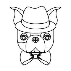 cute french bulldog male with hipster accessory vector illustration design