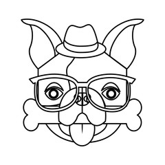 cute french bulldog male with hipster accessory vector illustration design