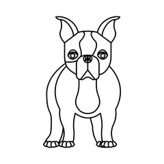 cute french bulldog icon vector illustration design
