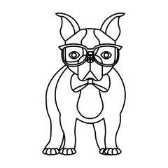 cute french bulldog male with hipster accessory vector illustration design